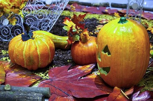 Autumn pumpkins and fall leaves displayed on decorative fall-themed background.