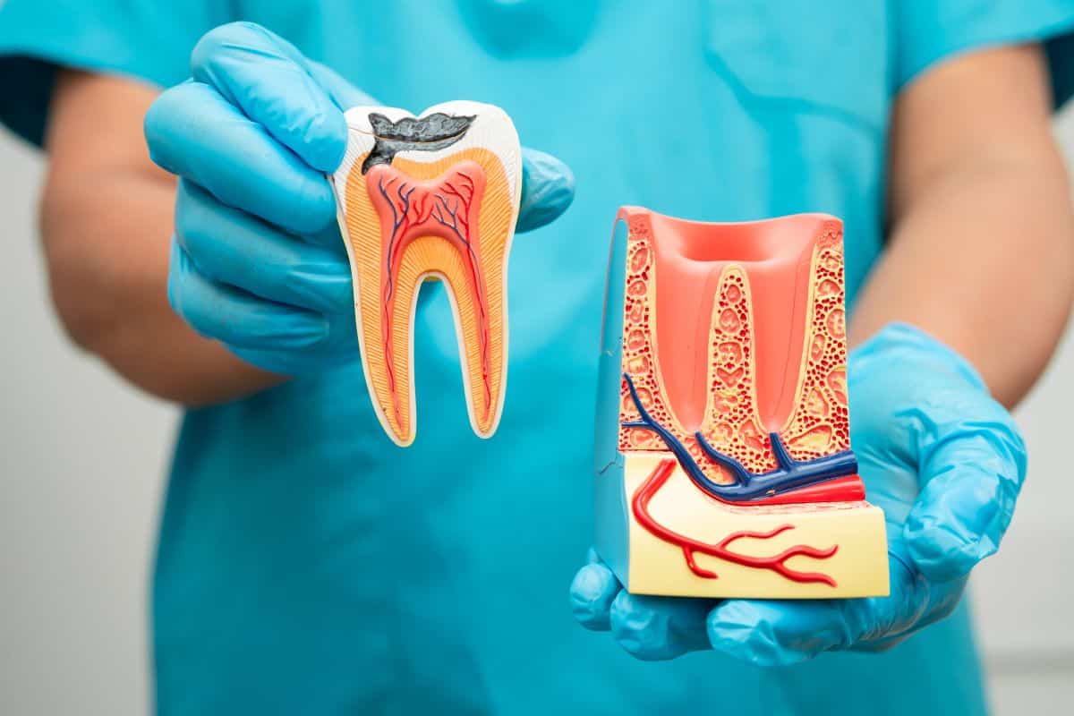 Dentist in blue scrubs holding tooth model and anatomical cross-section diagram.